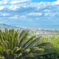 Cicas - esemplare adulto