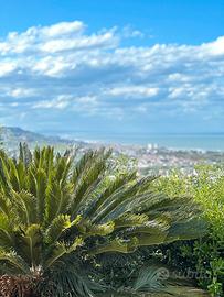 Cicas - esemplare adulto