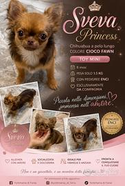 CHIHUAHUA FEMMINA PELO LUNGO mini Toy