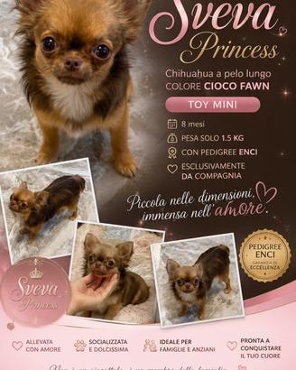 CHIHUAHUA FEMMINA PELO LUNGO mini Toy