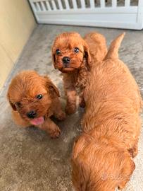Cuccioli di cavapoo red