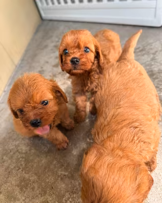 Cuccioli di cavapoo red