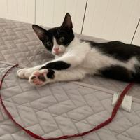 Regalasi splendido gattino
