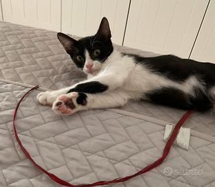 Regalasi splendido gattino