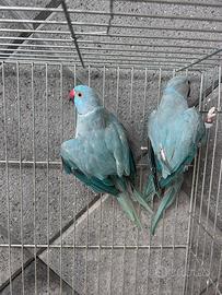 Parrocchetto dal collare