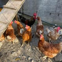 Livornesi è ovaiole in produzione