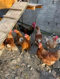 Livornesi è ovaiole in produzione