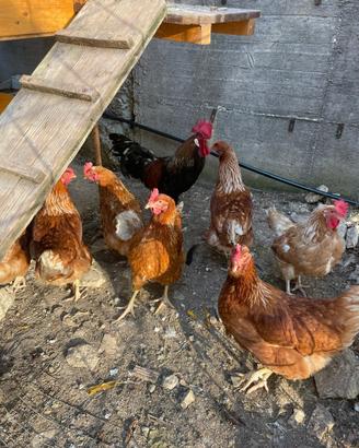 Livornesi è ovaiole in produzione