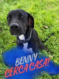 Benny: taglia media, dolce e affettuoso