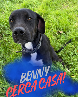 Benny: taglia media, dolce e affettuoso