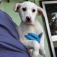 Bernie cucciolo in adozione