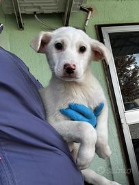 Bernie cucciolo in adozione