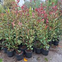piante da siepe PHOTINIA 