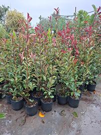 piante da siepe PHOTINIA 