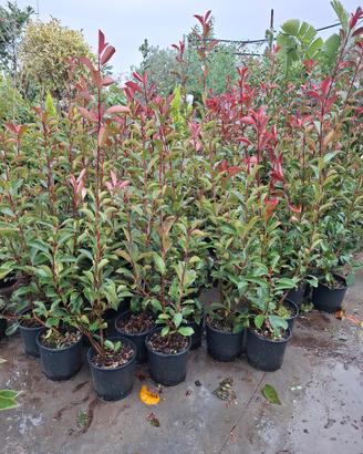 piante da siepe PHOTINIA 