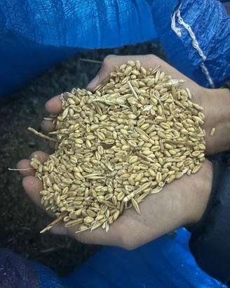 Grano tenero