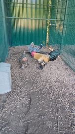 Sabelpoot colore limone