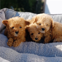 Barboncino mini toy red