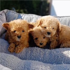 Barboncino mini toy red