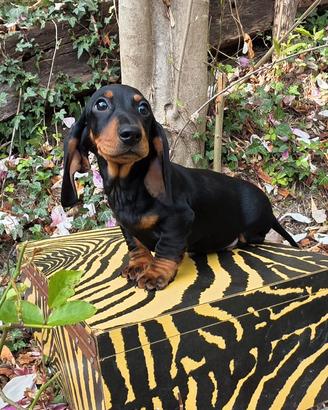 Cuccioli bassotto PEDIGREE ALLEVAMENTO ENCI