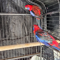 Coppia Rosselle Eleganz