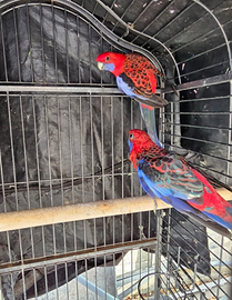 Coppia Rosselle Eleganz