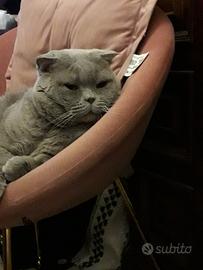 Bronson diventa papà