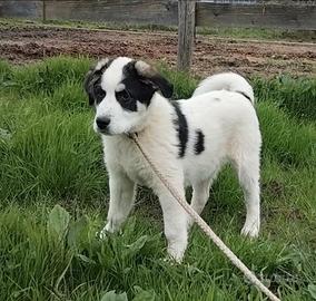 Pastore del Bucovina