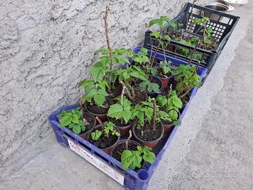 4 piante di lamponi rifiorenti in vaso