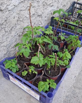 Piante di lamponi rifiorenti in vaso
