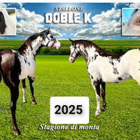 Stallone Paint Overo per monta
