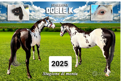 Stallone Paint Overo per monta