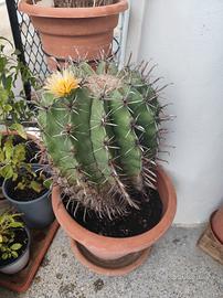 Ferocactus latispinus 