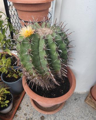 Ferocactus latispinus 