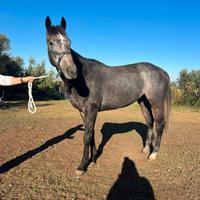 Purosangue irlandese