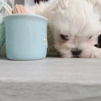 Maltese di piccola taglia