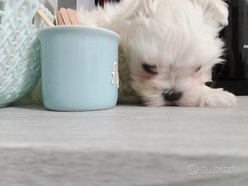 Maltese di piccola taglia