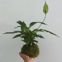 kokedama spathiphyllum