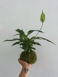 kokedama spathiphyllum