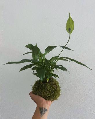kokedama spathiphyllum