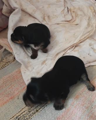 Yorkshire Mini toy