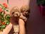 Immagine 22