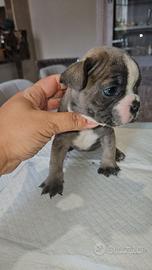 Bulldog francese piccola