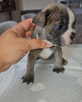 Bulldog francese piccola