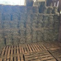 BALLETTE FIENO 20 KG