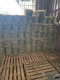 BALLETTE FIENO 20 KG