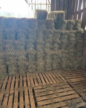 BALLETTE FIENO 20 KG