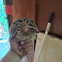 Quaglie