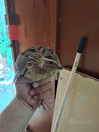 Quaglie