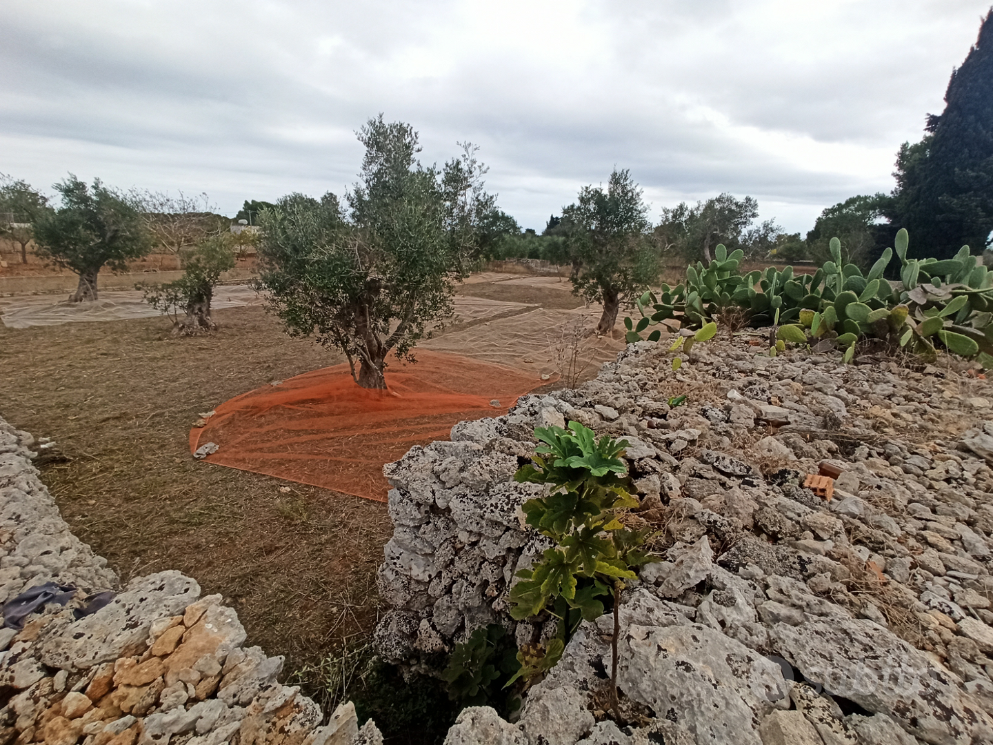 Terreno Agricolo - Vista 2